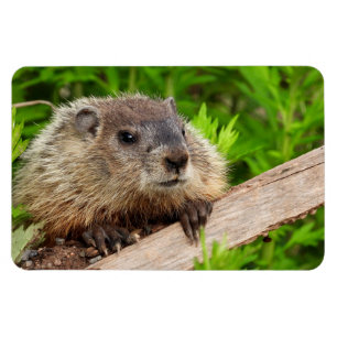Cute Baby Groundhog / Woodchuck Magnet