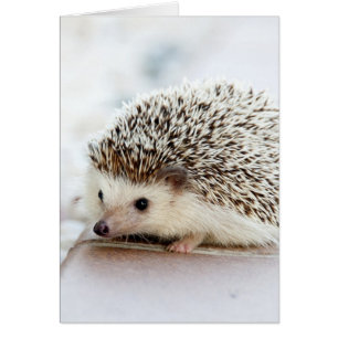 Cute Baby Hedgehog