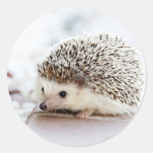 Cute Baby Hedgehog Animal Classic Round Sticker