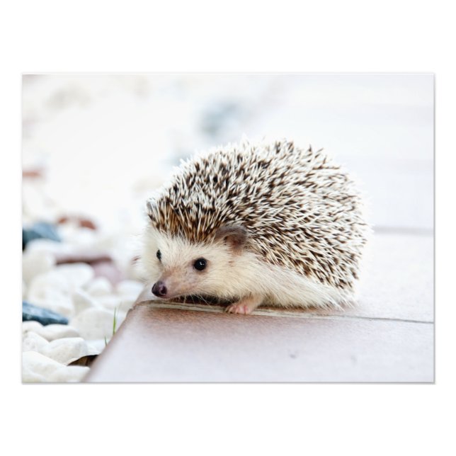 Cute Baby Hedgehog Animal Photo Print (Front)