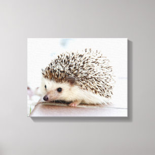 Cute Baby Hedgehog Canvas Print