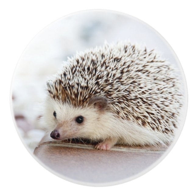 Cute Baby Hedgehog Ceramic Knob (Front)