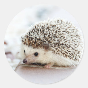Cute Baby Hedgehog Classic Round Sticker