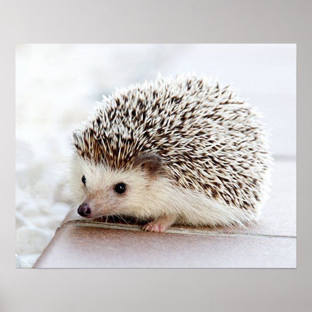 Cute Baby Hedgehog Customizable Poster (Front)