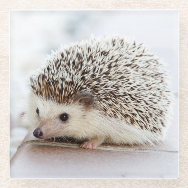 Cute Baby Hedgehog Glass Coaster (Front)