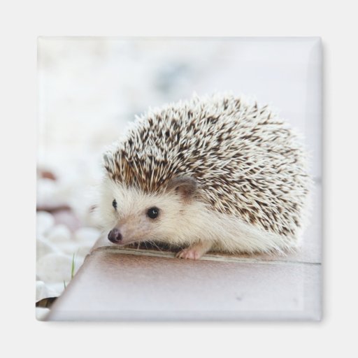 Image of Cute Baby Hedgehog Magnet
