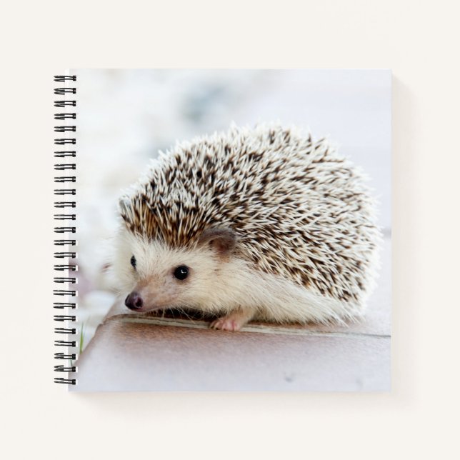 Cute Baby Hedgehog Notebook (Front)