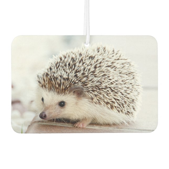 Cute Baby Hedgehog Photo Car Air Freshener (Front)