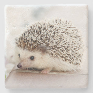 Cute Baby Hedgehog Photo Stone Coaster