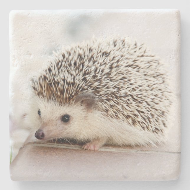 Cute Baby Hedgehog Photo Stone Coaster (Front)