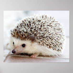 Cute Baby Hedgehog Poster