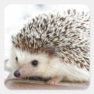 Cute Baby Hedgehog Square Sticker