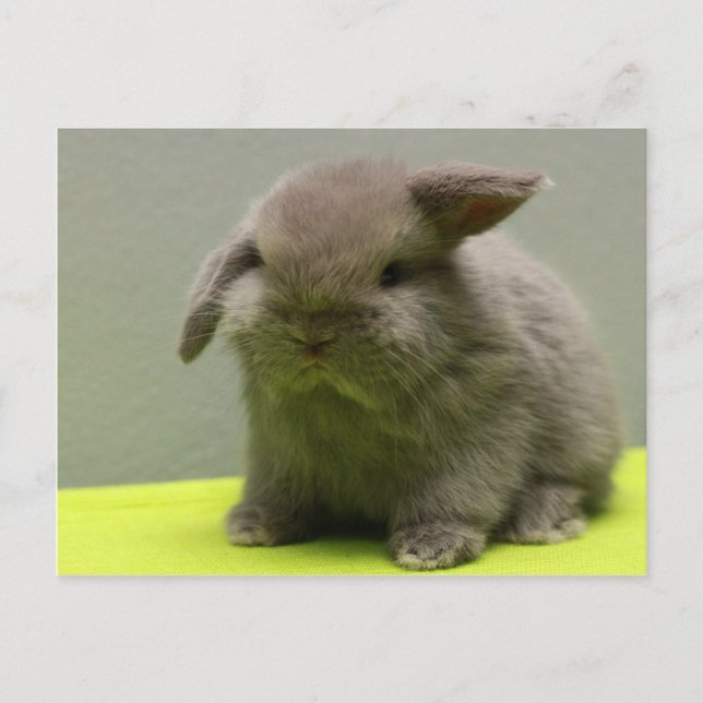 Cute Baby Holland Lop Postcard (Front)