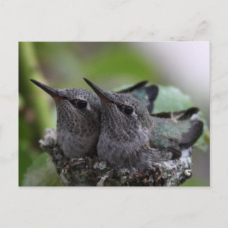 Cute Baby Hummingbirds Photo Postcard