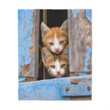 Cute baby kittens in an old vintage blue window -