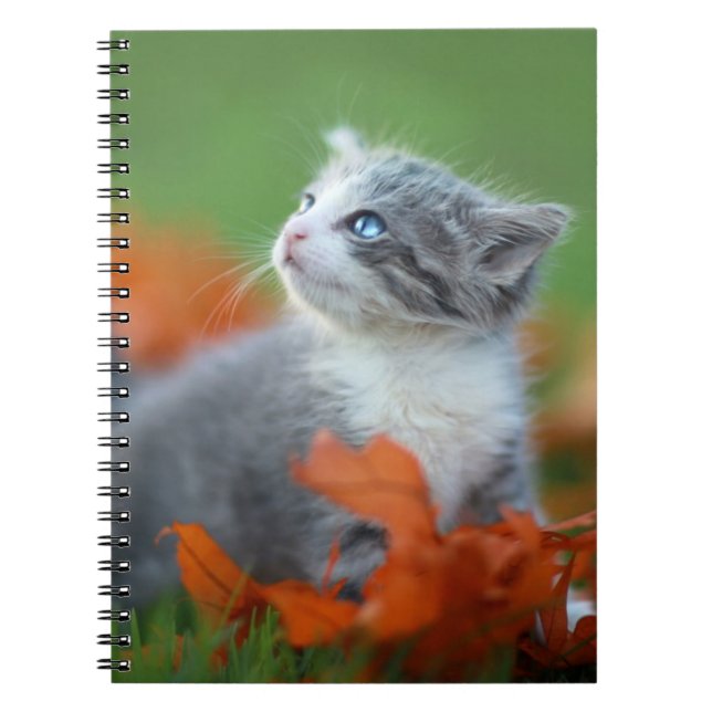 Cute Baby Kittens Playing Outdoors in the Grass Notebook (Front)