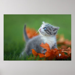 Cute Baby Kittens Playing Outdoors in the Grass Poster