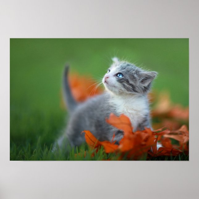 Cute Baby Kittens Playing Outdoors in the Grass Poster (Front)