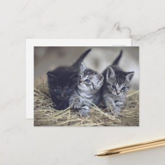 cute baby kittens postcard