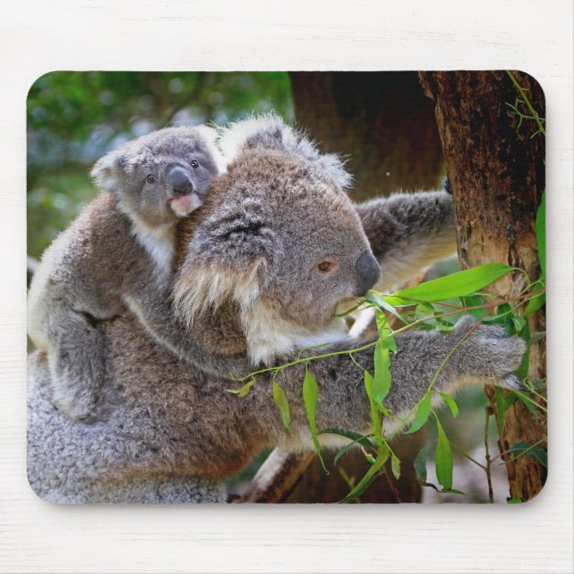 Cute baby koala bear with mum in a tree mouse mat (Front)