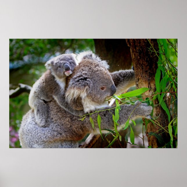 Cute baby koala bear with mum in a tree poster (Front)
