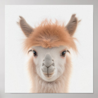 Cute Baby Llama Portrait (Alpaca) |  1:1 Poster