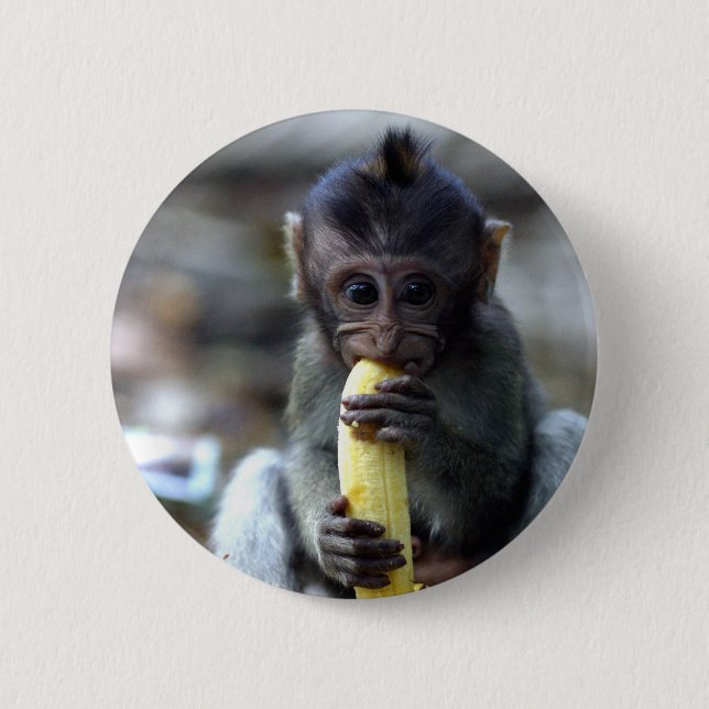 Cute baby macaque monkey eating banana 6 cm round badge (Front)