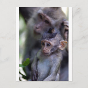 Cute baby macaque monkey postcard