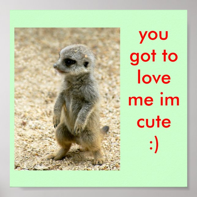 cute baby meerkat poster (Front)