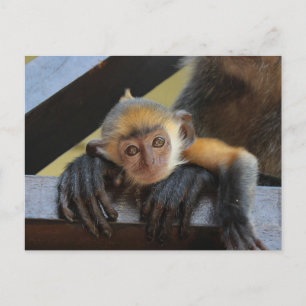 Cute Baby Monkey in Mum's Arms Photo from Borneo Postcard