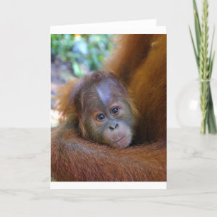 Cute baby Orangutan Card