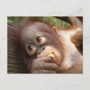 Cute Baby Orangutan Dreams of Mummy Postcard