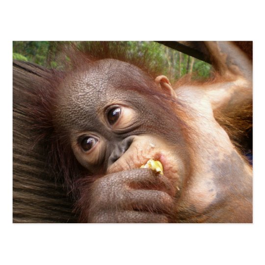 Cute Baby Orangutan Dreams Of Mummy Postcard Zazzlecouk