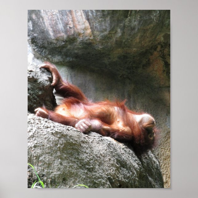 Cute Baby Orangutan Home Decor Poster (Front)