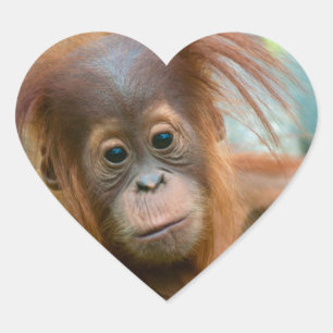 Cute Baby Orangutan looking straight ahead Heart Sticker