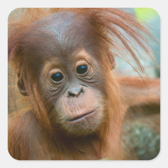 Cute Baby Orangutan looking straight ahead Square Sticker (Front)