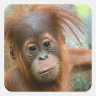 Cute Baby Orangutan looking straight ahead Square Sticker