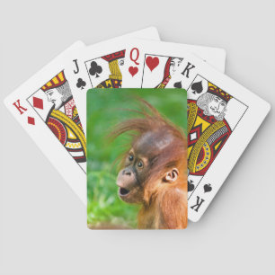 Cute baby orangutan looks on in wonder playing cards