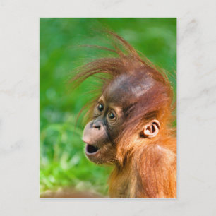 Cute baby orangutan looks on in wonder postcard