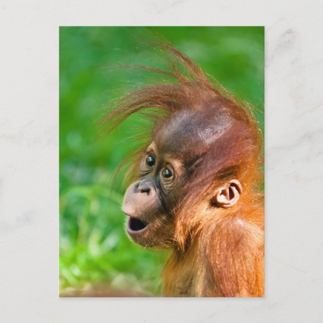 Cute baby orangutan looks on in wonder postcard (Front)