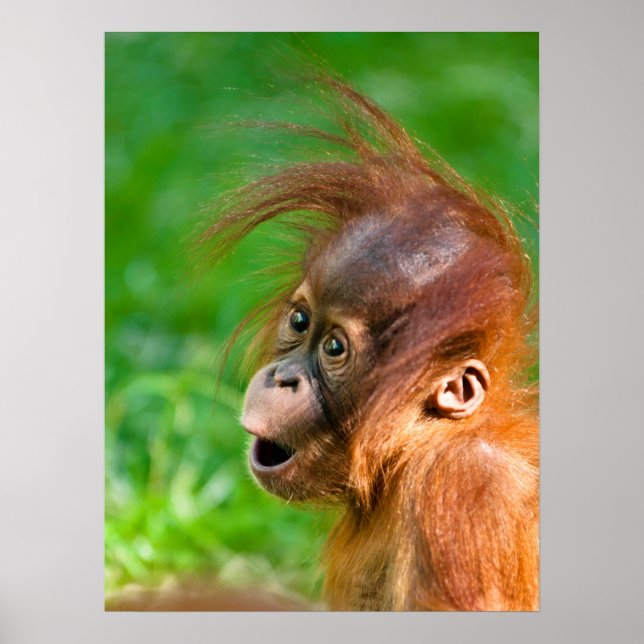 Cute baby orangutan looks on in wonder poster (Front)