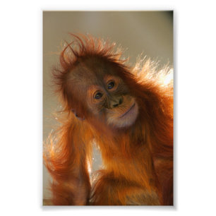 Cute Baby Orangutan Photo Print