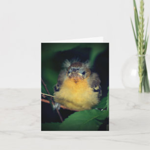 Cute Baby Oriole Bird Nature Note Card