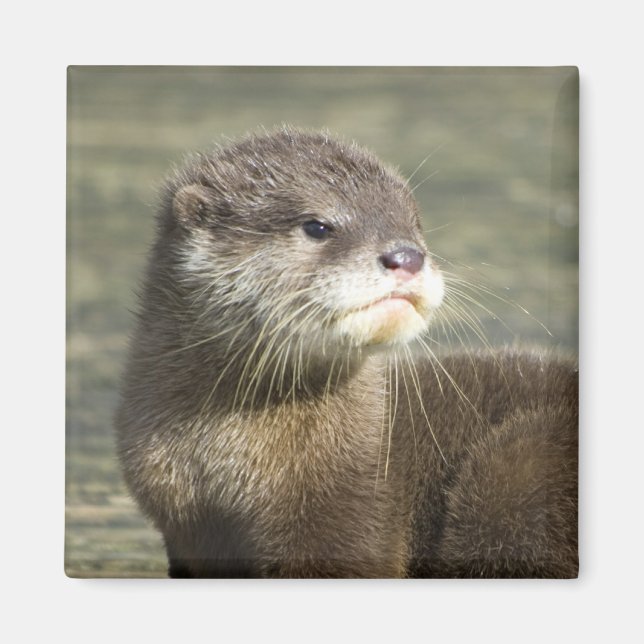 Cute Baby Otter Magnet (Front)