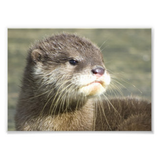 Cute Baby Otter Photo Print