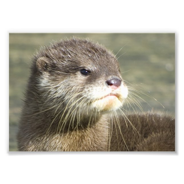 Cute Baby Otter Photo Print (Front)