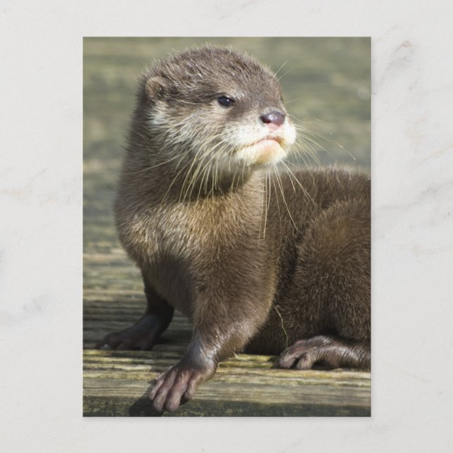 Cute Baby Otter Postcard (Front)
