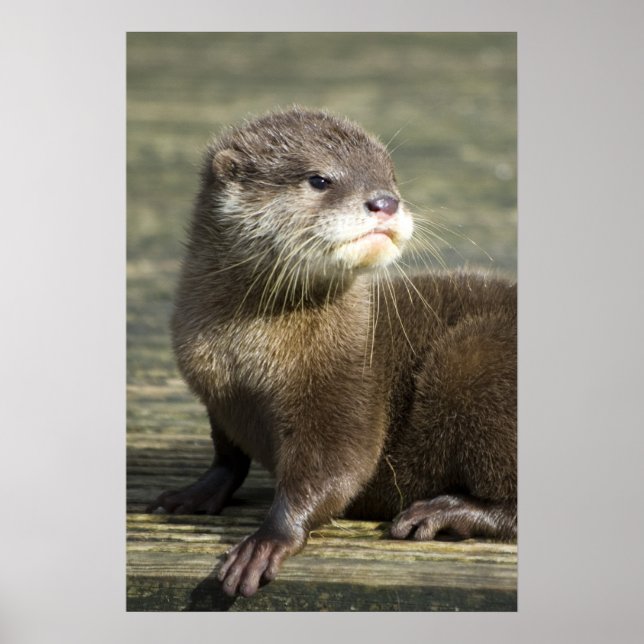 Cute Baby Otter Poster (Front)