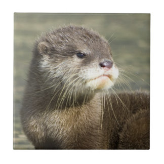 Cute Baby Otter Tile