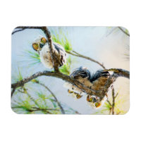 Cute Baby Owls Wildlife Photography
